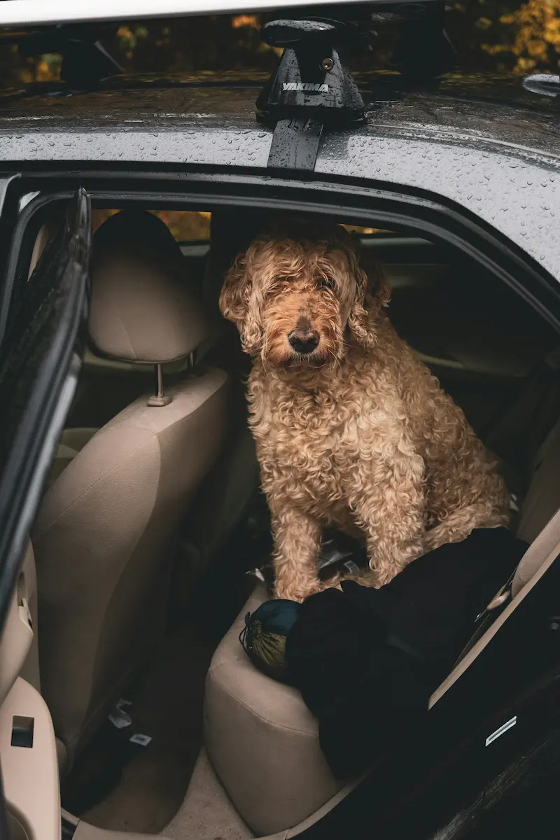 Dog secured with a travel harness on a protected back seat